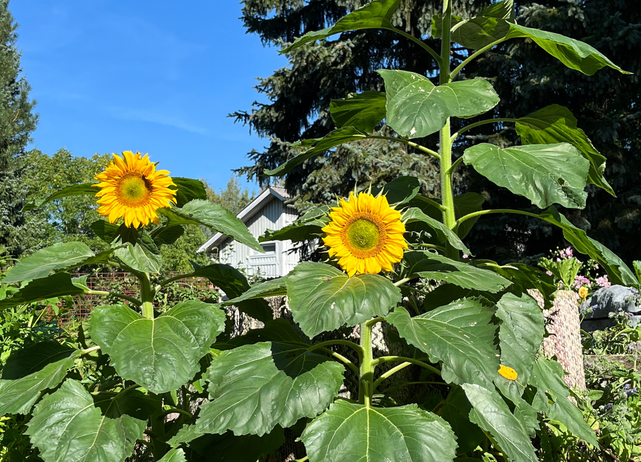 Koristeellisessa kuvassa on auringonkukkia.