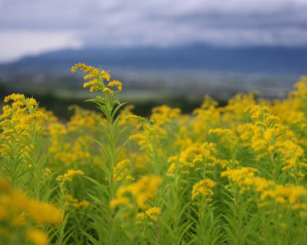 Haitallinen vieraslaji